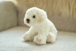 Bearington Lil' Bisquit Plush Labradoodle Stuffed Animal Puppy Dog, 6.5 Inch 7 Bearington Lil' Bisquit Plush Labradoodle Stuffed Animal Puppy Dog, 6.5 Inch -Stuffed Toys Store GUEST 47feddc5 a958 4432 942c 514f2bba4c41