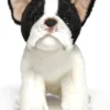 Bearington Oliver Plush French Bulldog Stuffed Animal, 13 Inch -Stuffed Toys Store GUEST 5112a882 830c 484f 8536 4d3a12a1afb1