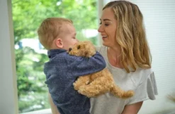 Bearington Collection Lil' Doodles Small Plush Labradoodle Stuffed Animal Puppy Dog, 6.5" -Stuffed Toys Store GUEST 7300a9e9 871b 4cc3 99ff 76e572b7092d